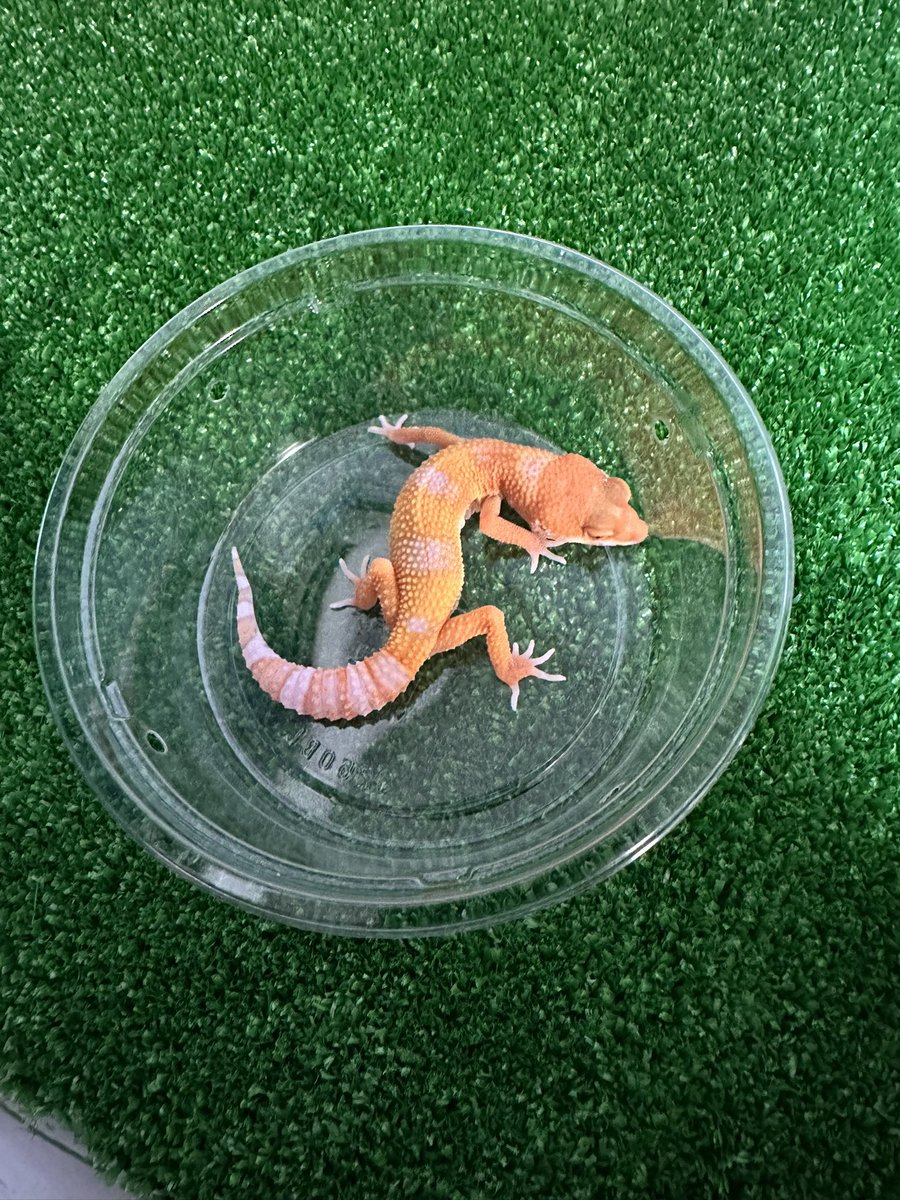 chappi_python's tweet image. レッドデビル、インフェルノベル、スーパータンジェリンベルなど入荷しております🦎
是非遊びに来てください✨