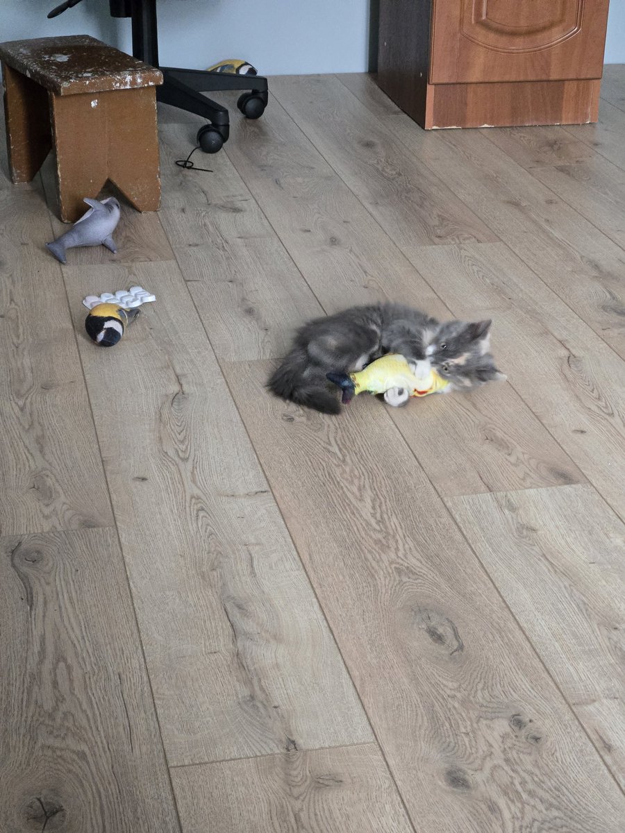 Охота на дикого карася #коточетверг #сушка