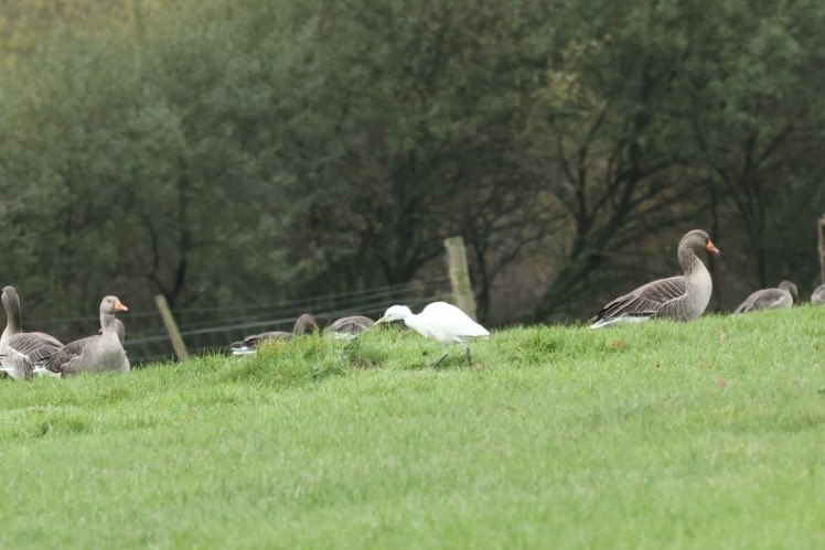Finally caught up with the lone Newdigate Cattle Egret this morning. Part of a group of 20-25 that were apparently there from early Oct till end of month before departing when the cattle were moved indoors. This one has hung on so far.