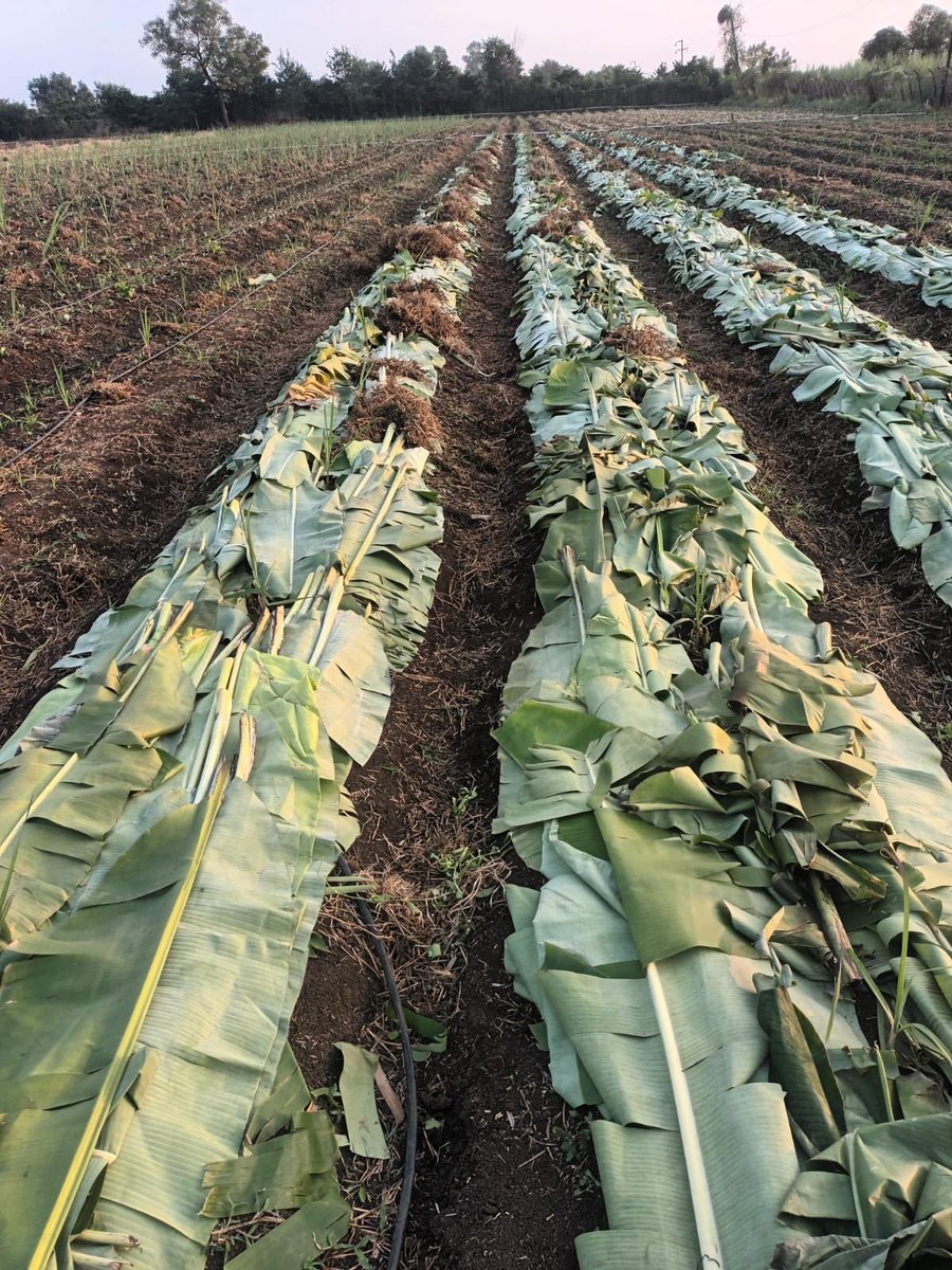 PotliNews's tweet image. एक mulching ऐसी भी 🌿🌱

पुणे, महाराष्ट्र की एक महिला किसान ने प्राकृतिक खेती (#NaturalFarming) के तहत यह नया तरीका अपनाया है।

क्या आपने भी अपने खेत में कोई नया प्रयोग किया है?
और वो कितना सफल रहा?
कमेंट में जरूर बताएं…

फोटो: किसान ग्रुप
 #bananaleaf #NewsPotli #farming