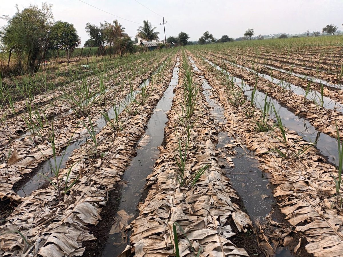 PotliNews's tweet image. एक mulching ऐसी भी 🌿🌱

पुणे, महाराष्ट्र की एक महिला किसान ने प्राकृतिक खेती (#NaturalFarming) के तहत यह नया तरीका अपनाया है।

क्या आपने भी अपने खेत में कोई नया प्रयोग किया है?
और वो कितना सफल रहा?
कमेंट में जरूर बताएं…

फोटो: किसान ग्रुप
 #bananaleaf #NewsPotli #farming
