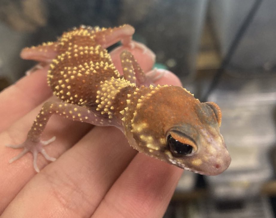 突発的にですが、
明日から3日間11/28(金)~30(日)

国内CB個体（Amy's自家繁含む）のみのSALEを行います。

国内ブリード固体を広めるのだ。
レオパ、ニシアフ、ナメハダ、セスジなど対象になります。
店頭表示価格から10%~20%offくらいの予定です‼️