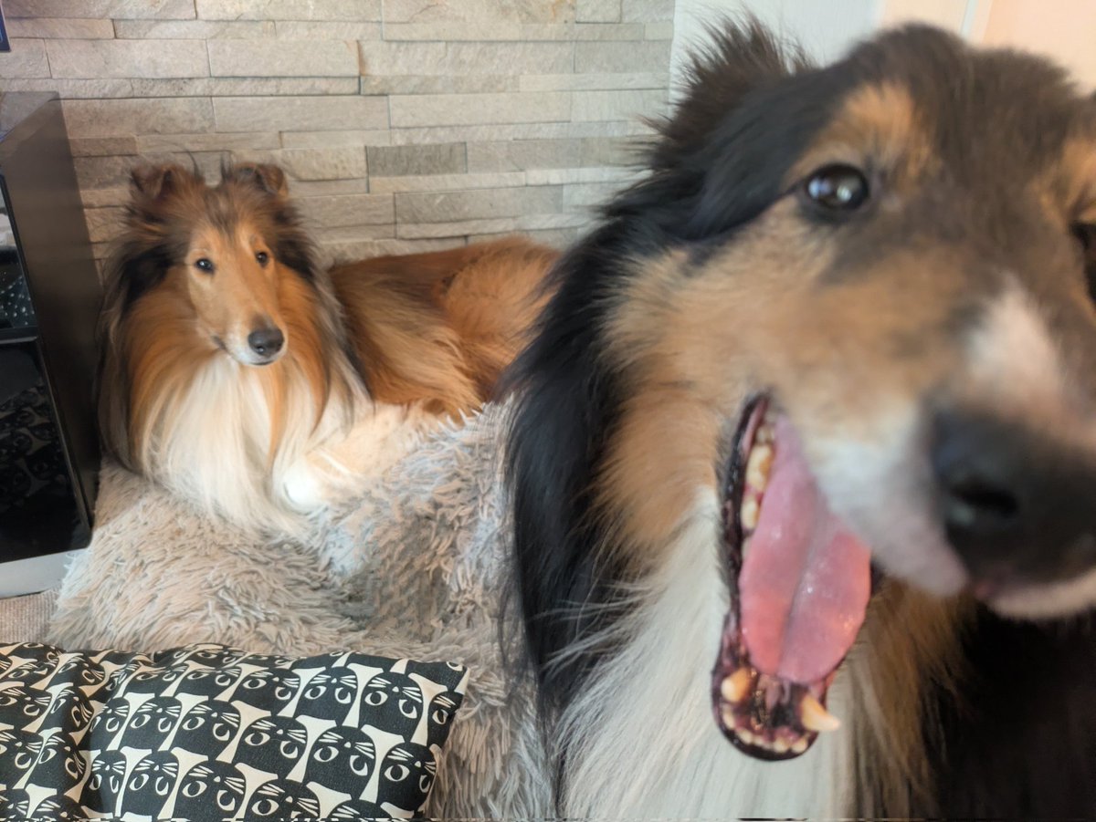 近所のドッグランで
シェルティちゃんたちに会ったのをきっかけに繋がりたくて始めたTwitter🍀
もう5年みたいです🥹
最近ほとんどあげられていませんが
アネラとマノアとの毎日は
かわいいが溢れています🩷🩵🫶🤎💚
 #MyXAnniversary