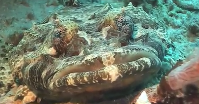 pattayascuba's tweet image. Facts about Flatheads

One reason why these bottom-dwelling, ambush-predatory fishes are favourites with scuba divers is because they blend in with the sand and rubble surroundings.
#scubadiving #flatheads #crocodilefish

private-scuba.com/sea-life/marin…