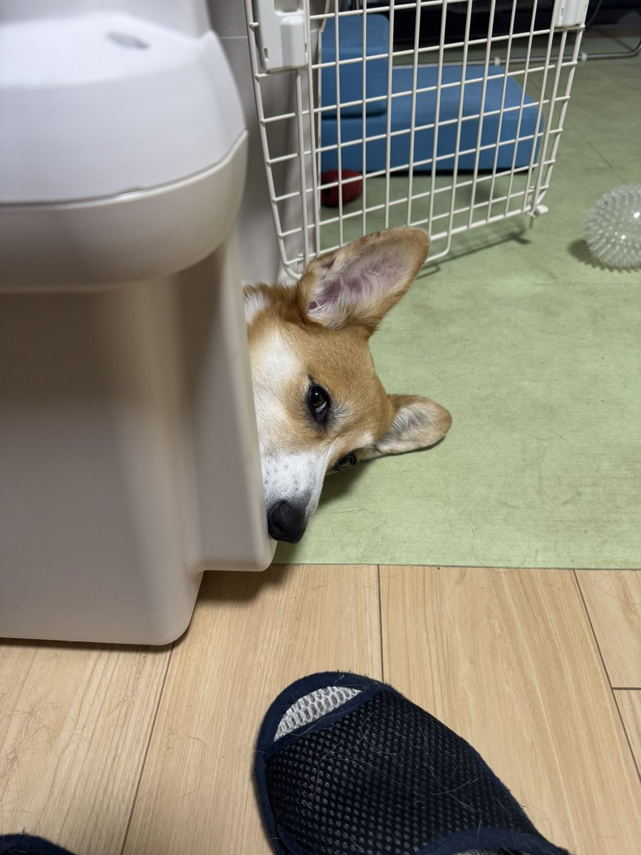Nabi_and_Aru's tweet image. チラ #コーギー #corgi
