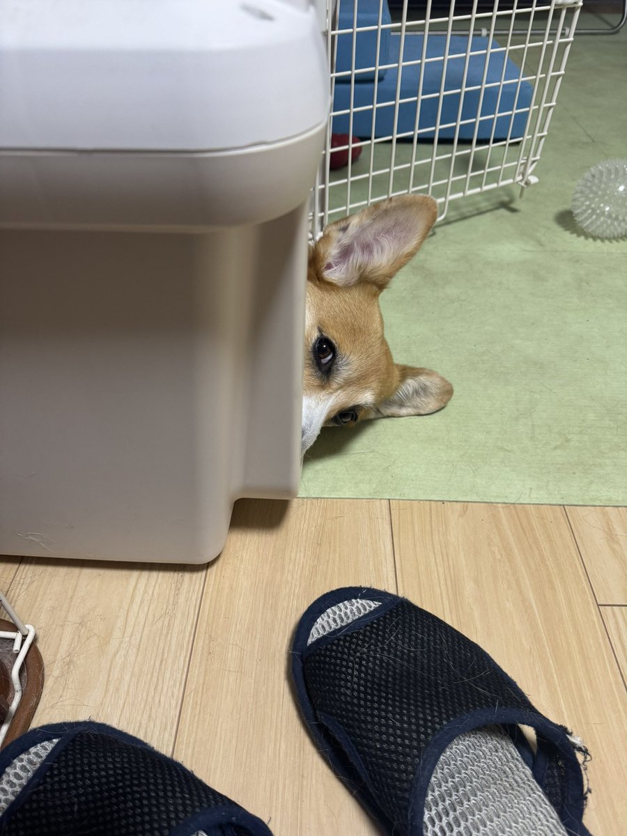 Nabi_and_Aru's tweet image. チラ #コーギー #corgi