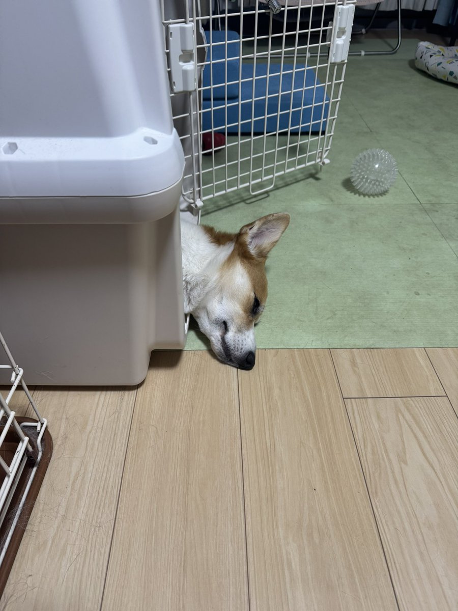 Nabi_and_Aru's tweet image. チラ #コーギー #corgi