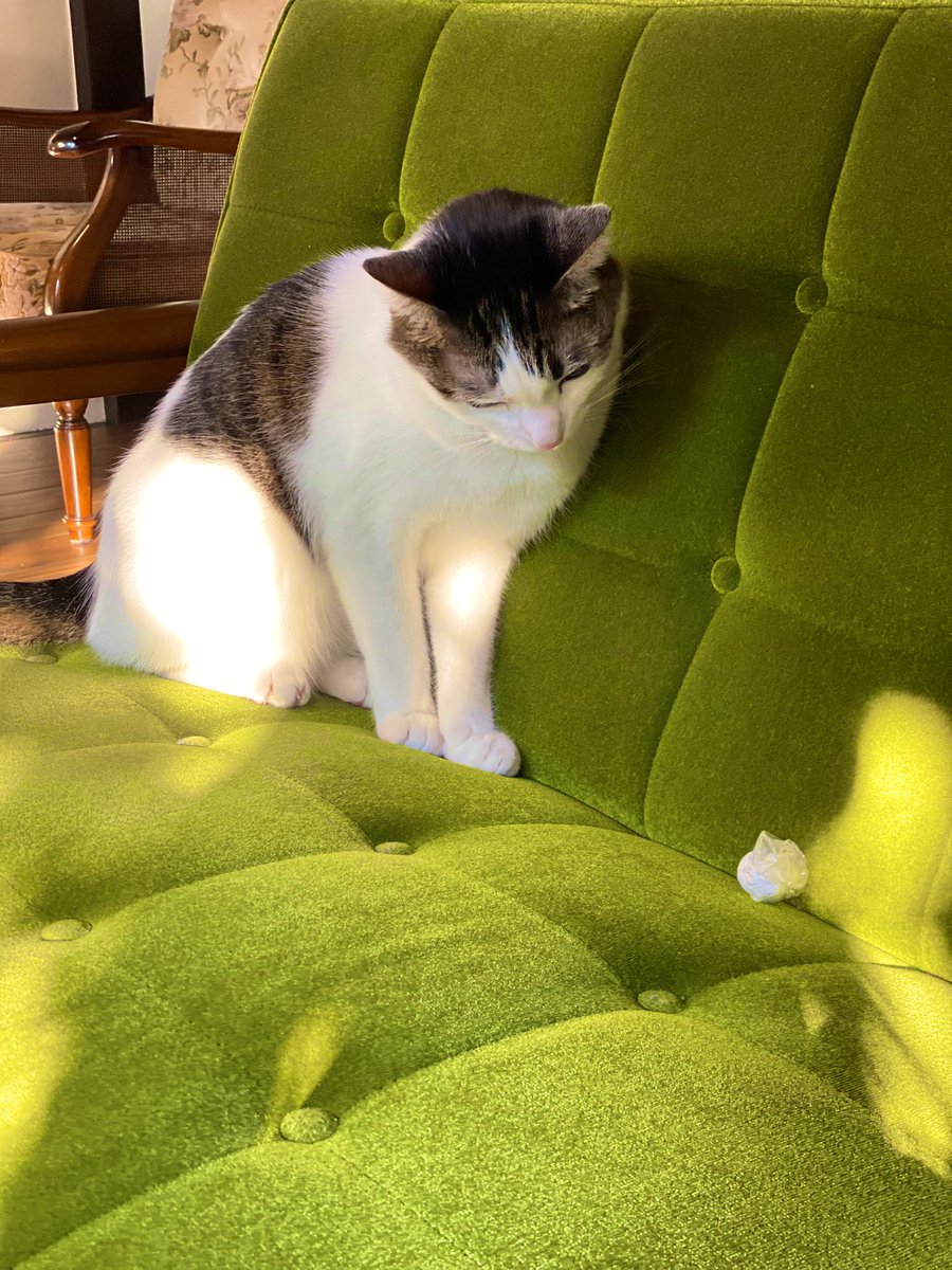 秋のとこちゃん🐱🍂