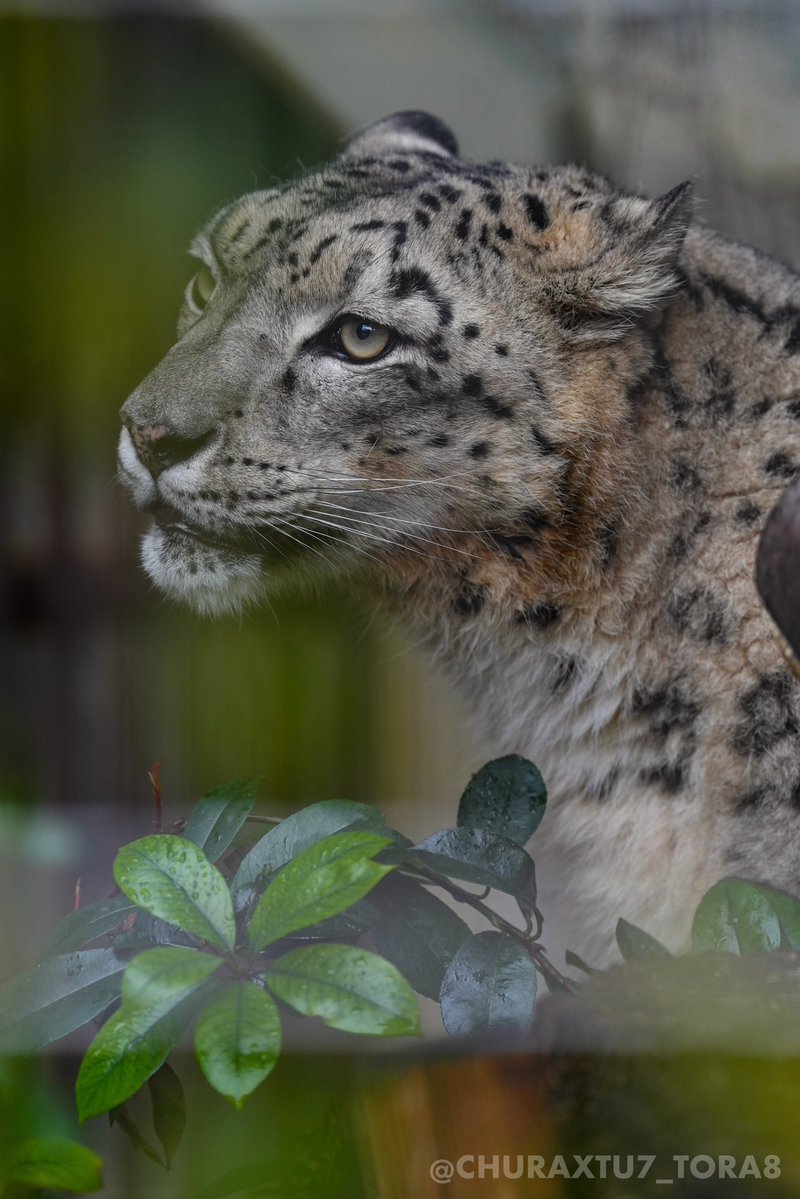 CHURAXTU7_TORA8's tweet image. リアン❄️
#東山動植物園　#ユキヒョウ
📷2025年11月