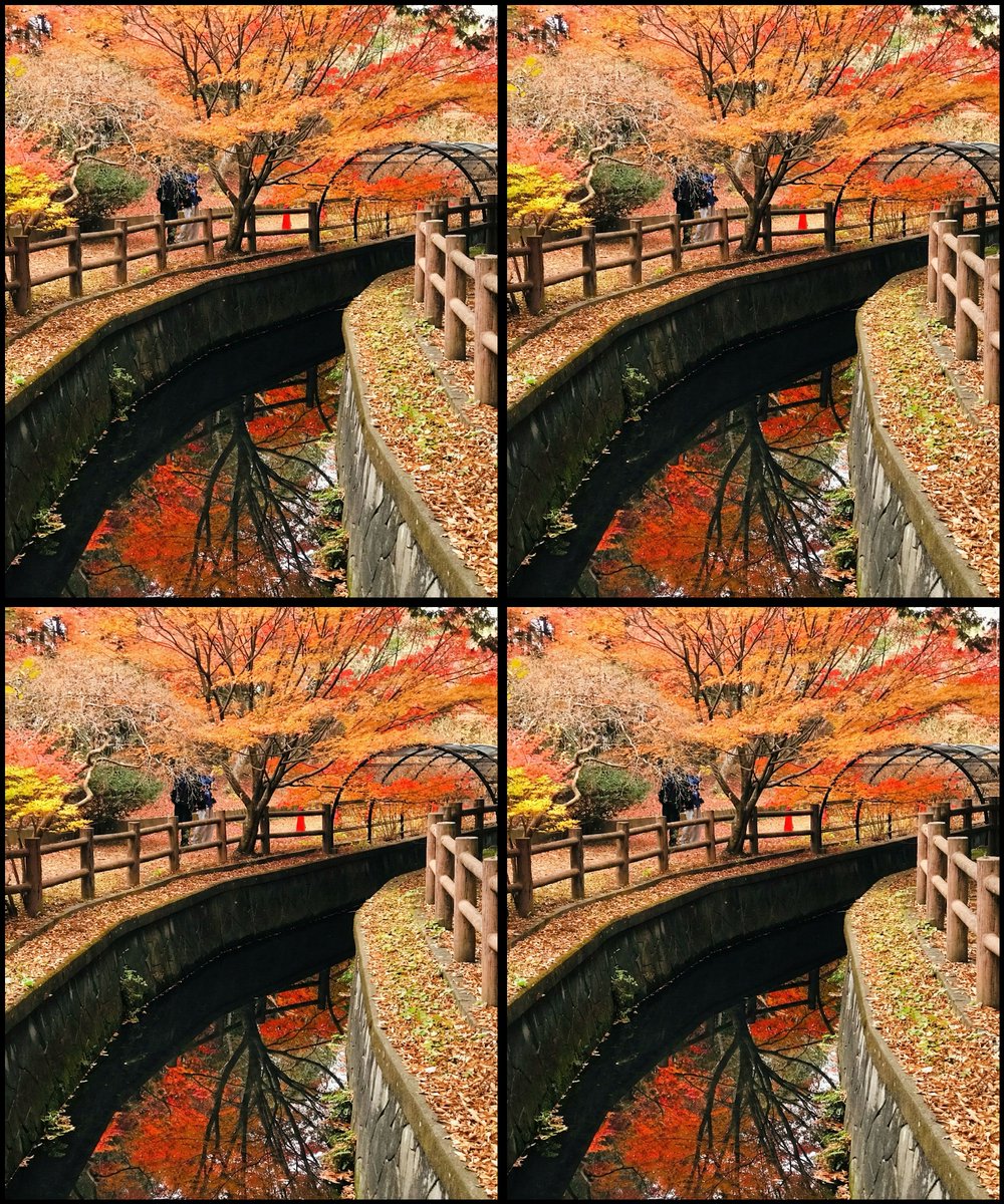 haeckel's tweet photo. 赤くなった #stereograph #stereoview https://t.co/p3j895zyZk