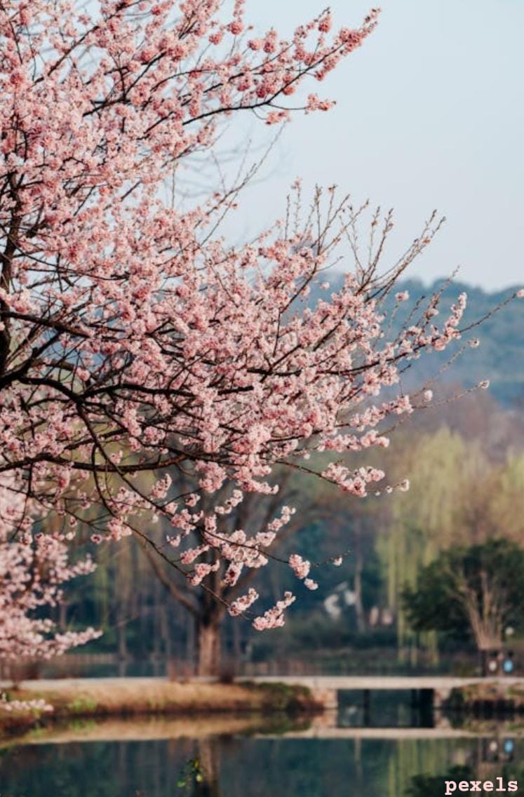 Truthvibeswrite's tweet image. with Nature as my first mentor
contrition becomes her love
Breaking the cage
of illusory happiness
in a lost world
I&apos;ve discovered myself
thou art my synergy
divine #learning
bestowed upon us
in love&apos;s aurora
see how
cherry blossoms after winter

#vss365
#FoxProse
#fairytalepoets