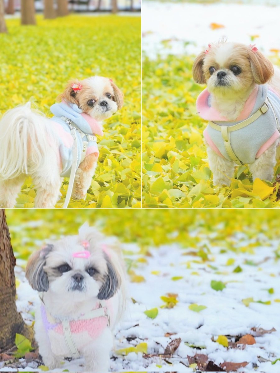 オーダー受付　シーズー　ご予約ページ　レアパネル　8/19 オーダー受付 シーズー ご予約ページ レアパネル 8/19