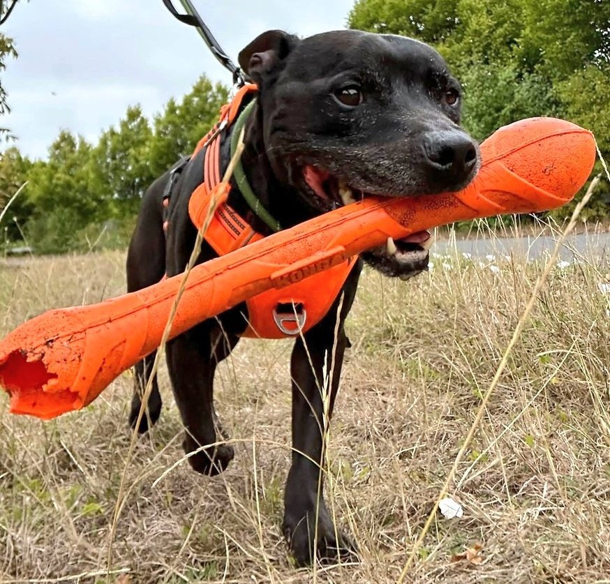 Good morning Staffy Lovers!
We have great news to start the day,Bronson is now available for adoption!
Bronson is doing really well in foster but can't wait to find his forever people.
Could you be them?
More info and all enquiries via his special link....
seniorstaffyclub.co.uk/adopt-a-staffy…