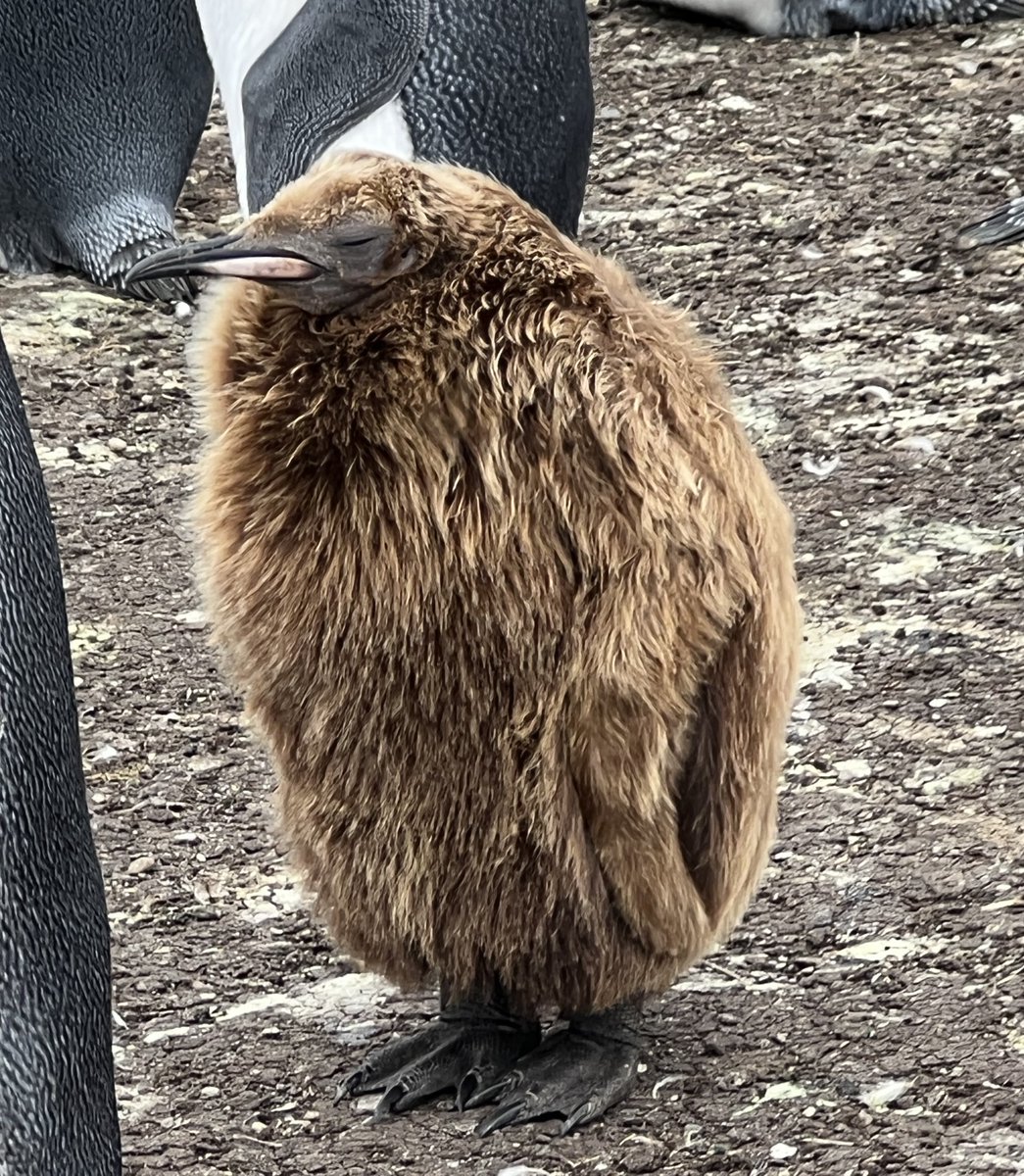 HazelPriorBooks's tweet image. I just felt like sharing this again today.
#penguins