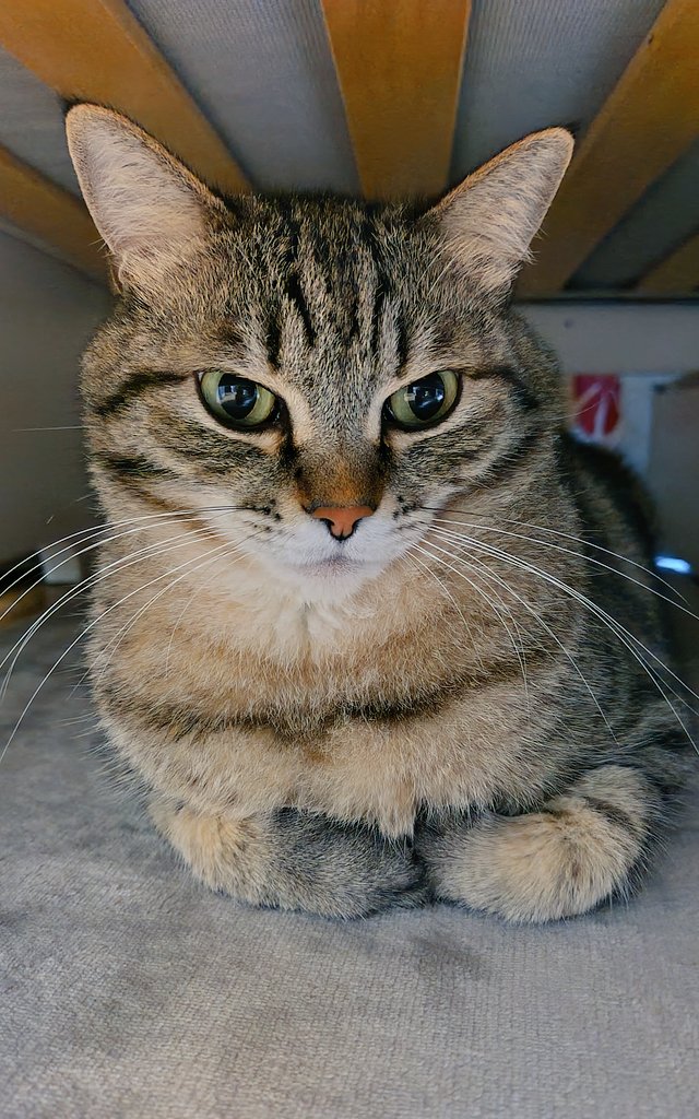 ゴロー🐾 (@cat_56chan) / Posts / X