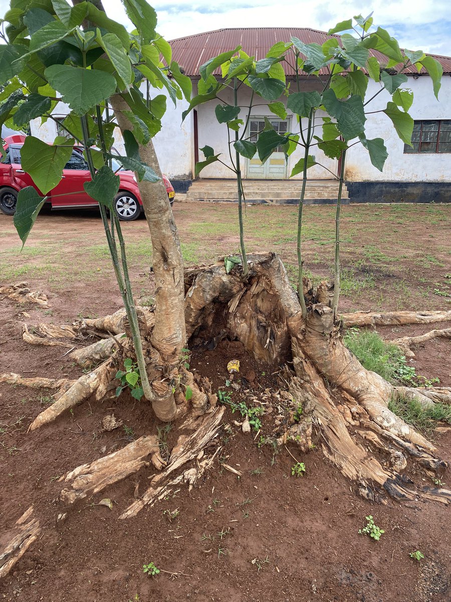 LingaWine's tweet image. This gmelina tree at Mlanda where we buy our plums stopped me in my tracks. Don’t despair, there is hope! #Malawi