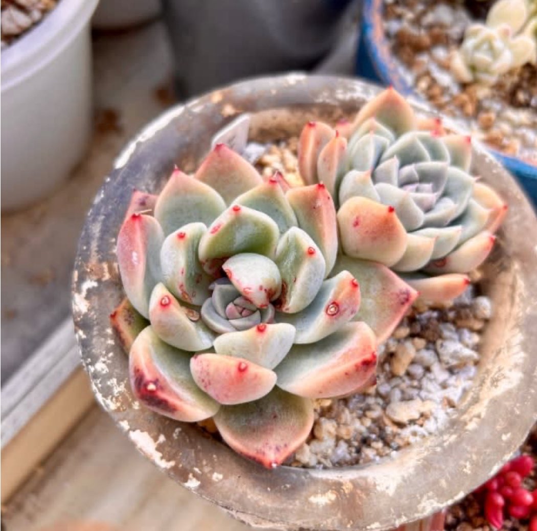 Ruta29life's tweet image. #beforeafter 
#サブリム

順調に増えてる♡

①2025.11月
②2024.1月
③2021.1月

#多肉
#多肉植物
#エケベリア
#成長記録