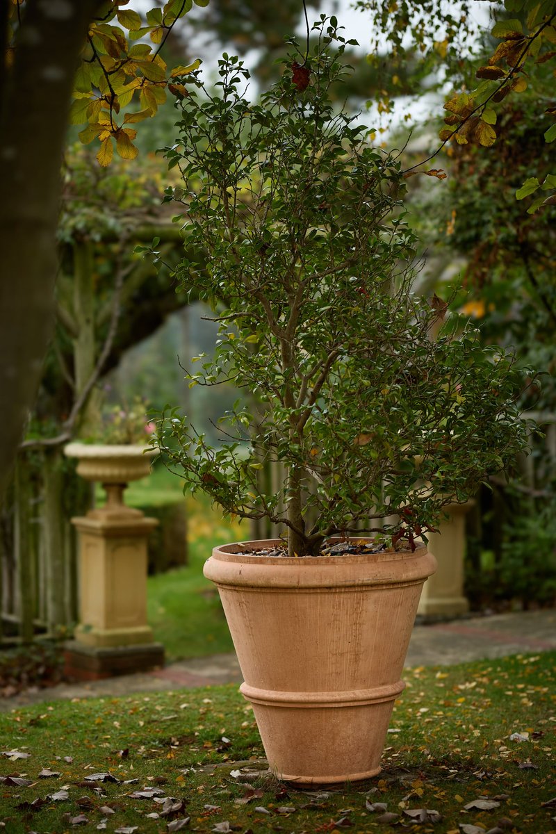 During periods of heavy rain, moving your planters under cover or to a higher surface will help protect them from waterlogging and prevent damage from excess moisture. 

To help your plants flourish this year, explore more tips and advice in our blog,
bit.ly/42AuOh8