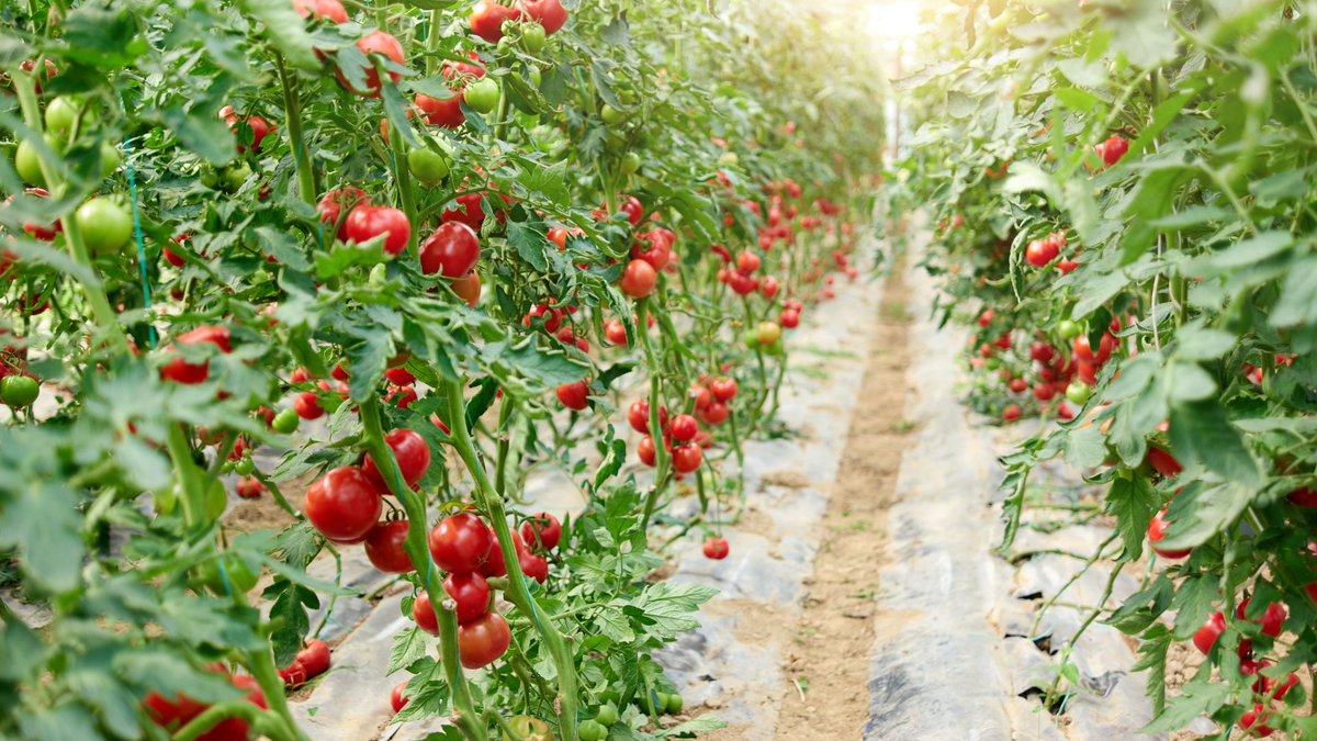 If you are interested in tomato modern farming like and repost so that we can guide you.