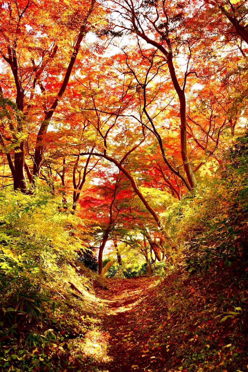 TomosNatureHike's tweet photo. 真綿の雪に覆われる前に
盛岡の紅秋
そっと置いておきます😌 https://t.co/SV1QhwQeXK