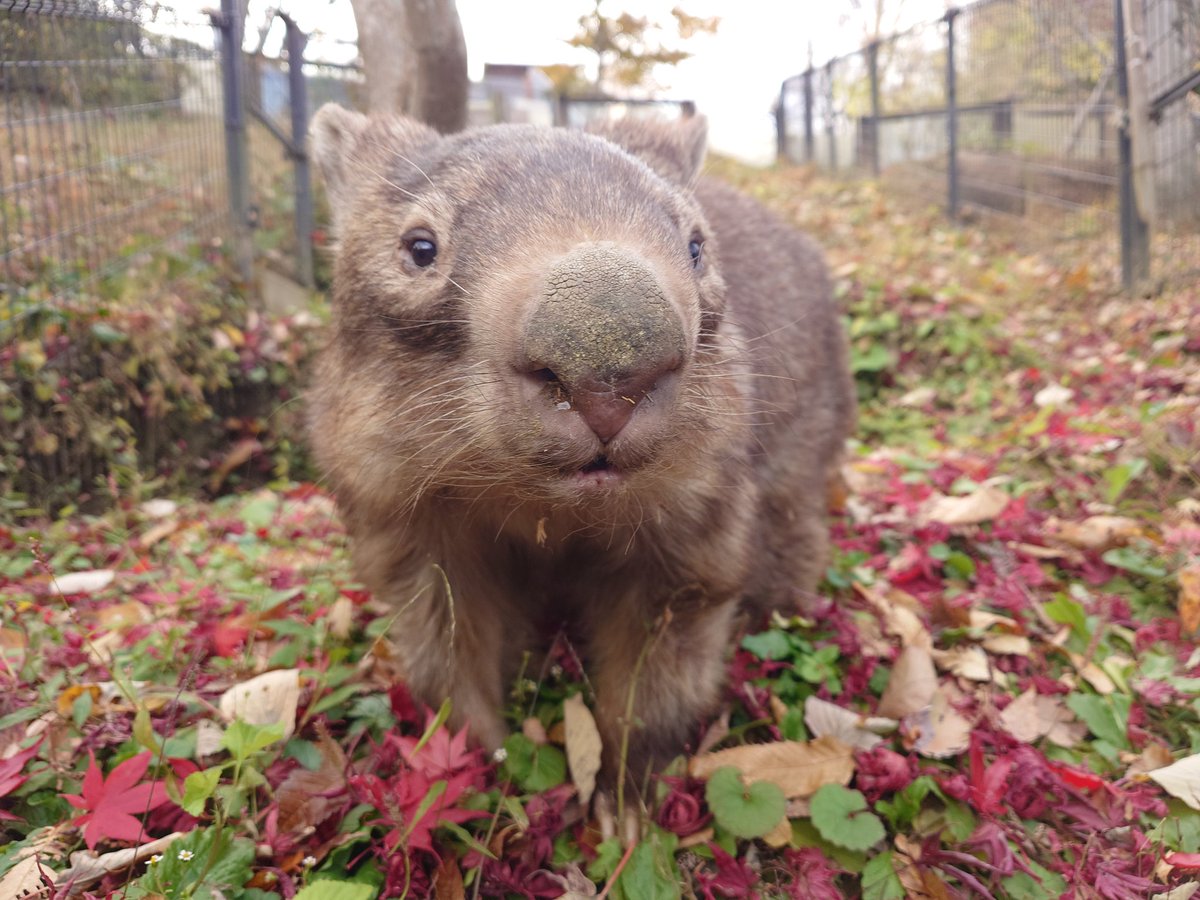 chausuyamazoo's tweet image. ウォレスくんともみじ狩りぃ🍁✨

#ウォンバット #wombat #ウォレス
#茶臼山動物園 #茶臼山恐竜園 #城山動物園