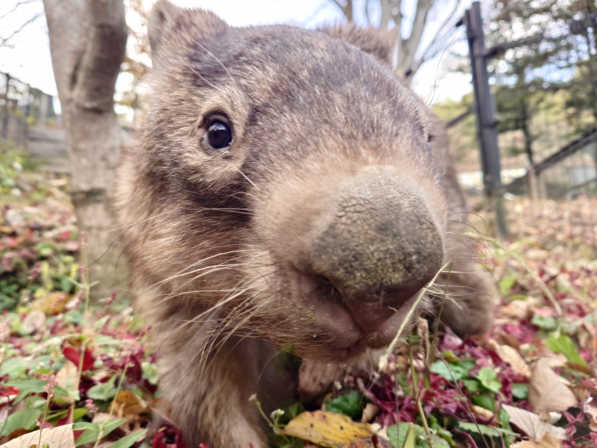chausuyamazoo's tweet image. ウォレスくんともみじ狩りぃ🍁✨

#ウォンバット #wombat #ウォレス
#茶臼山動物園 #茶臼山恐竜園 #城山動物園