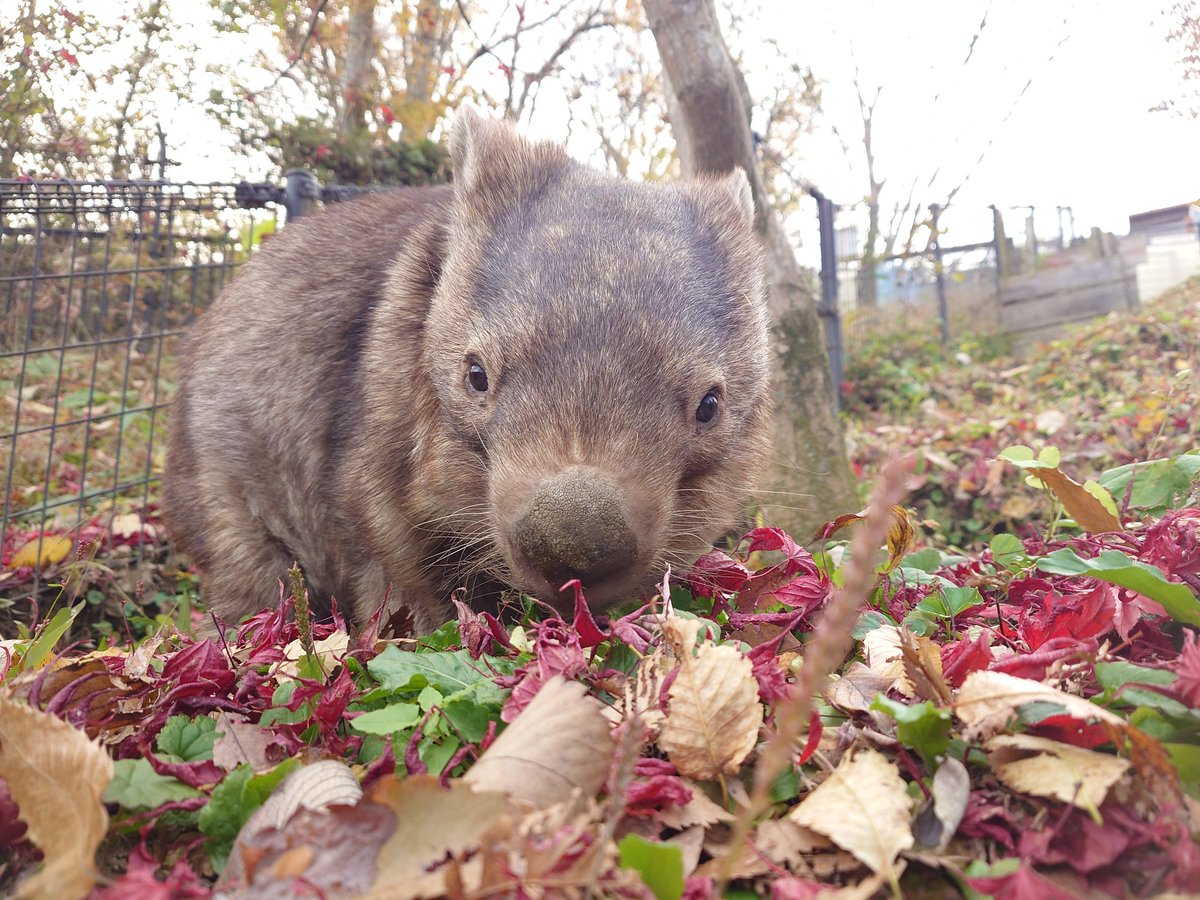 chausuyamazoo's tweet image. ウォレスくんともみじ狩りぃ🍁✨

#ウォンバット #wombat #ウォレス
#茶臼山動物園 #茶臼山恐竜園 #城山動物園