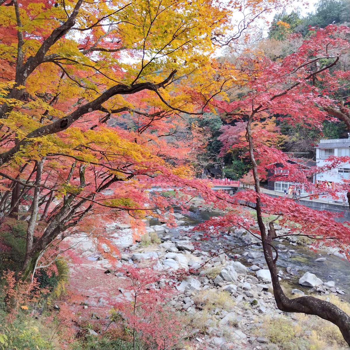 08daiya29's tweet photo. 今日の香嵐渓です

#香嵐渓　#紅葉 https://t.co/j8N0BgIQ7i
