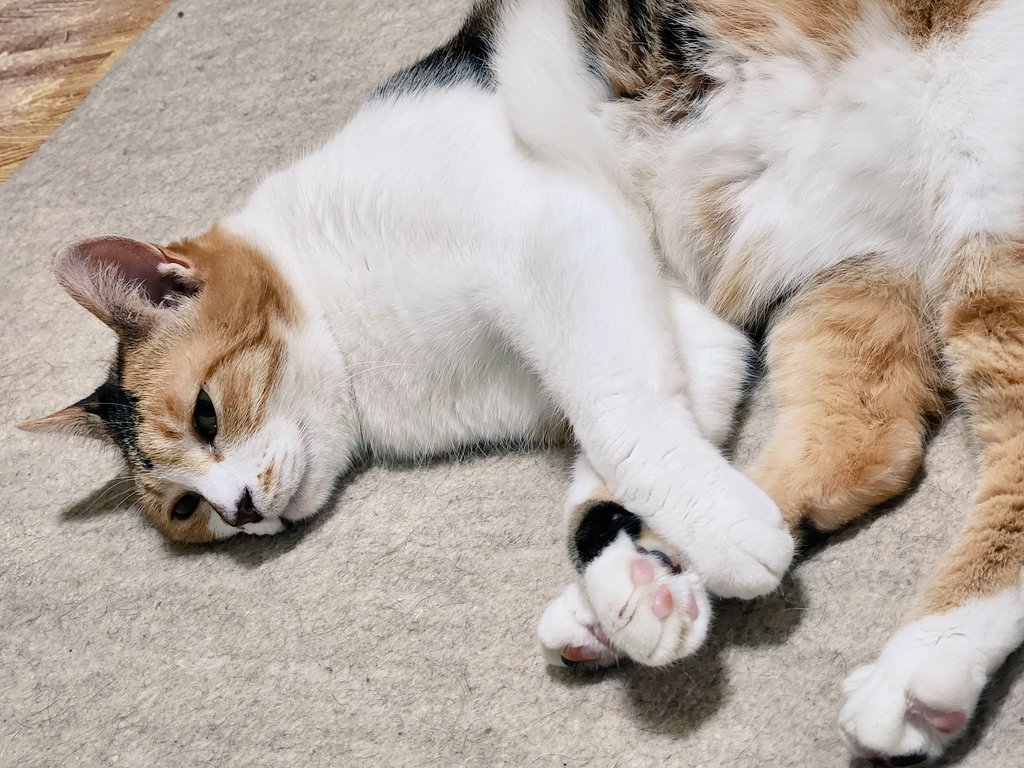 mogu_pero2's tweet image. ぼんやり💤  #保護猫  #猫のいる暮らし