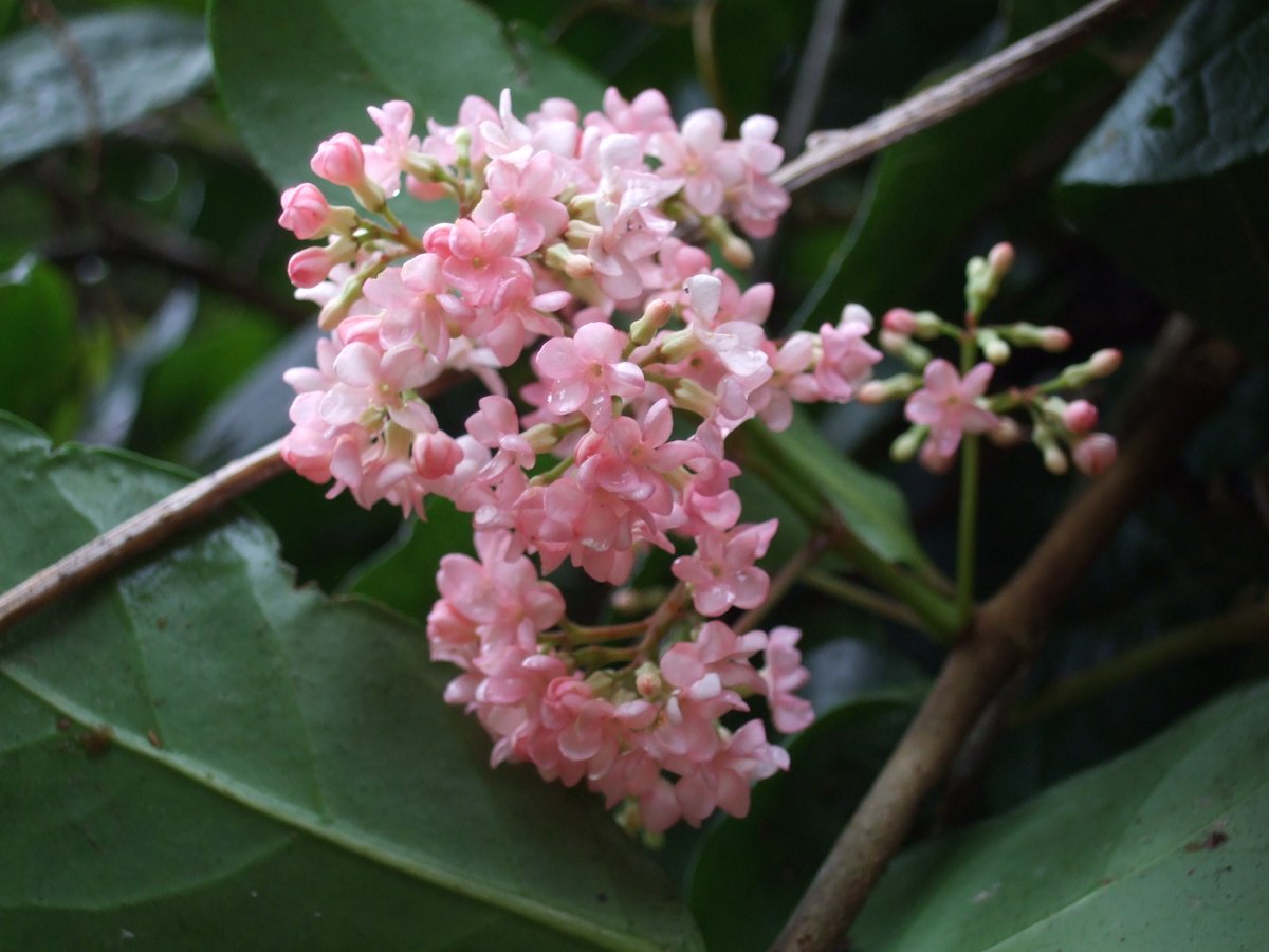 x+y)! (@tillandsia125) / Posts / X