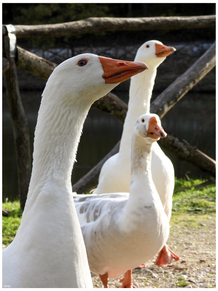 Yama_VP's tweet image. •Frontetusio Goose Gang 

[Anser anser] 🪿🪿🪿

#Oca #Goose #Anseranser #Gang #Gangster #Lago #LagoFrontetusio #LagoSantaGiulia #Autunno #Autumn #Warm #PalazzoSanGervasio #Italy #Italia #Basilicata #Birds #animal #Afni 
#Photography #Portrait
#Yama山 #山