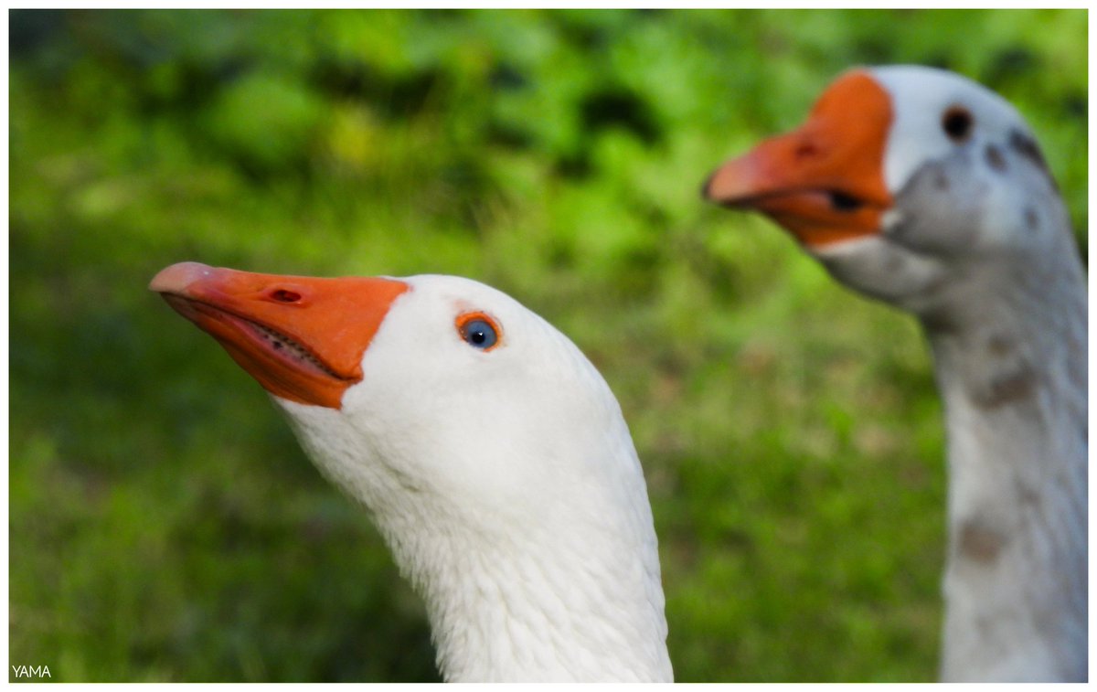 Yama_VP's tweet image. •Frontetusio Goose Gang 

[Anser anser] 🪿🪿🪿

#Oca #Goose #Anseranser #Gang #Gangster #Lago #LagoFrontetusio #LagoSantaGiulia #Autunno #Autumn #Warm #PalazzoSanGervasio #Italy #Italia #Basilicata #Birds #animal #Afni 
#Photography #Portrait
#Yama山 #山