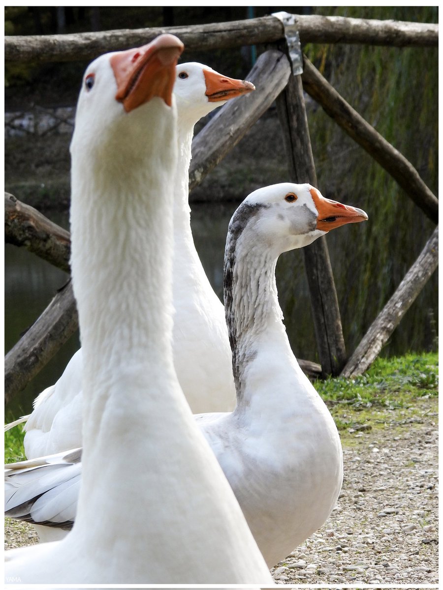 Yama_VP's tweet image. •Frontetusio Goose Gang 

[Anser anser] 🪿🪿🪿

#Oca #Goose #Anseranser #Gang #Gangster #Lago #LagoFrontetusio #LagoSantaGiulia #Autunno #Autumn #Warm #PalazzoSanGervasio #Italy #Italia #Basilicata #Birds #animal #Afni 
#Photography #Portrait
#Yama山 #山