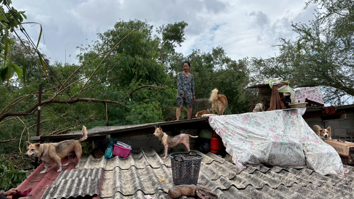 soidogthailand's tweet image. &apos;นึกว่าจะไม่มีใครมาช่วยแล้ว&apos;
นี่คือเสียงครวญและความรู้สึกของผู้ประสบภัยน้ำท่วมหลายท่าน ในทันทีที่เห็นทีมช่วยเหลือจากซอยด๊อก หลังจากที่รอคอยความช่วยเหลือหลายวัน อย่างเช่น &quot;คุณป้าสาว หมาแมว 69 ตัว&quot; ที่ติดอยู่บนหลังคาบ้านพร้อมสุนัขและแมวที่เลี้ยงไว้หลายตัว
#น้ําท่วม #น้ําท่วมภาคใต้