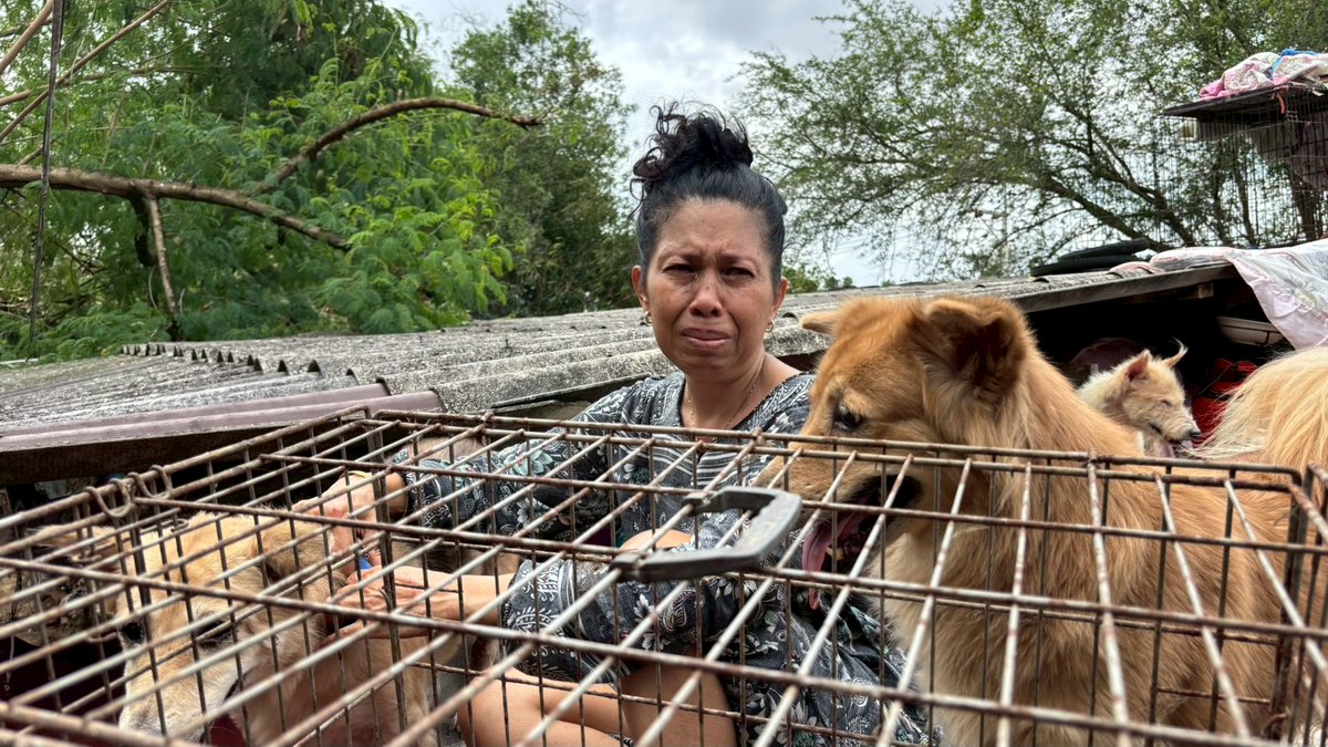 soidogthailand's tweet image. &apos;นึกว่าจะไม่มีใครมาช่วยแล้ว&apos;
นี่คือเสียงครวญและความรู้สึกของผู้ประสบภัยน้ำท่วมหลายท่าน ในทันทีที่เห็นทีมช่วยเหลือจากซอยด๊อก หลังจากที่รอคอยความช่วยเหลือหลายวัน อย่างเช่น &quot;คุณป้าสาว หมาแมว 69 ตัว&quot; ที่ติดอยู่บนหลังคาบ้านพร้อมสุนัขและแมวที่เลี้ยงไว้หลายตัว
#น้ําท่วม #น้ําท่วมภาคใต้