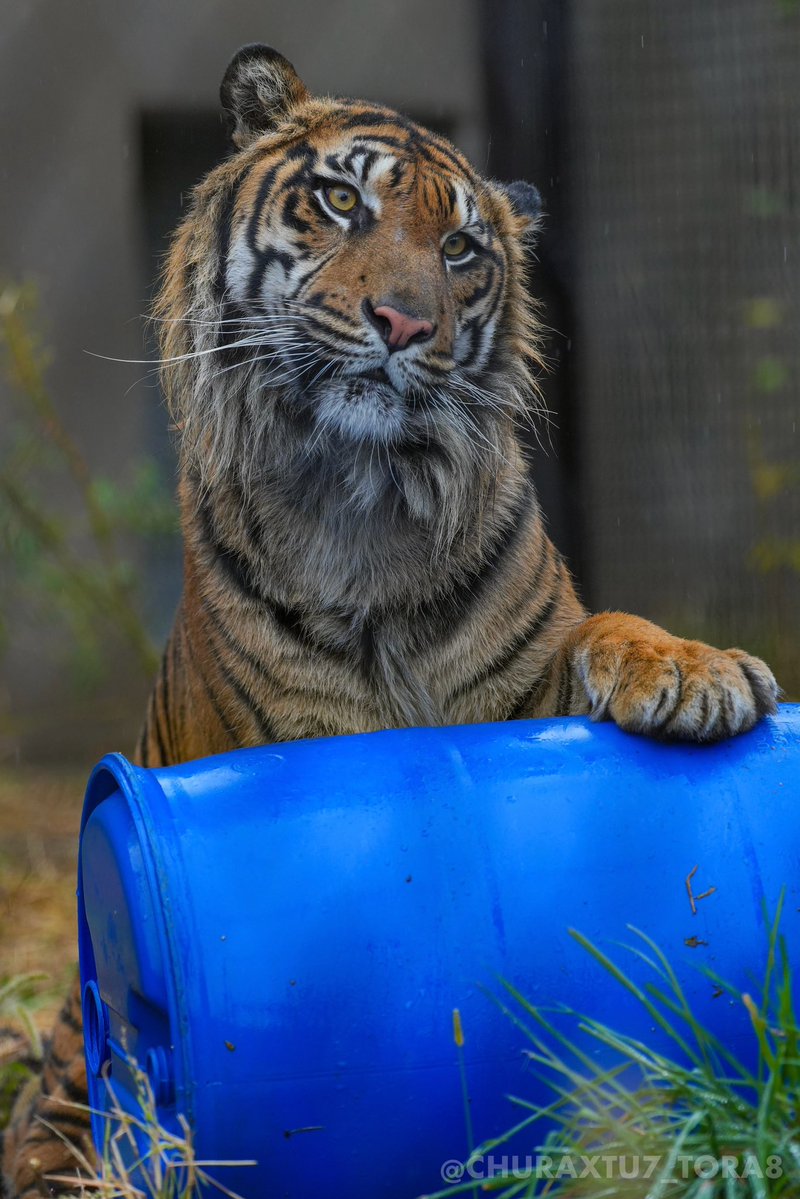 CHURAXTU7_TORA8's tweet image. ぼくのお気に入り🛢️🐯
#東山動植物園　#スマトラトラ　#アオ