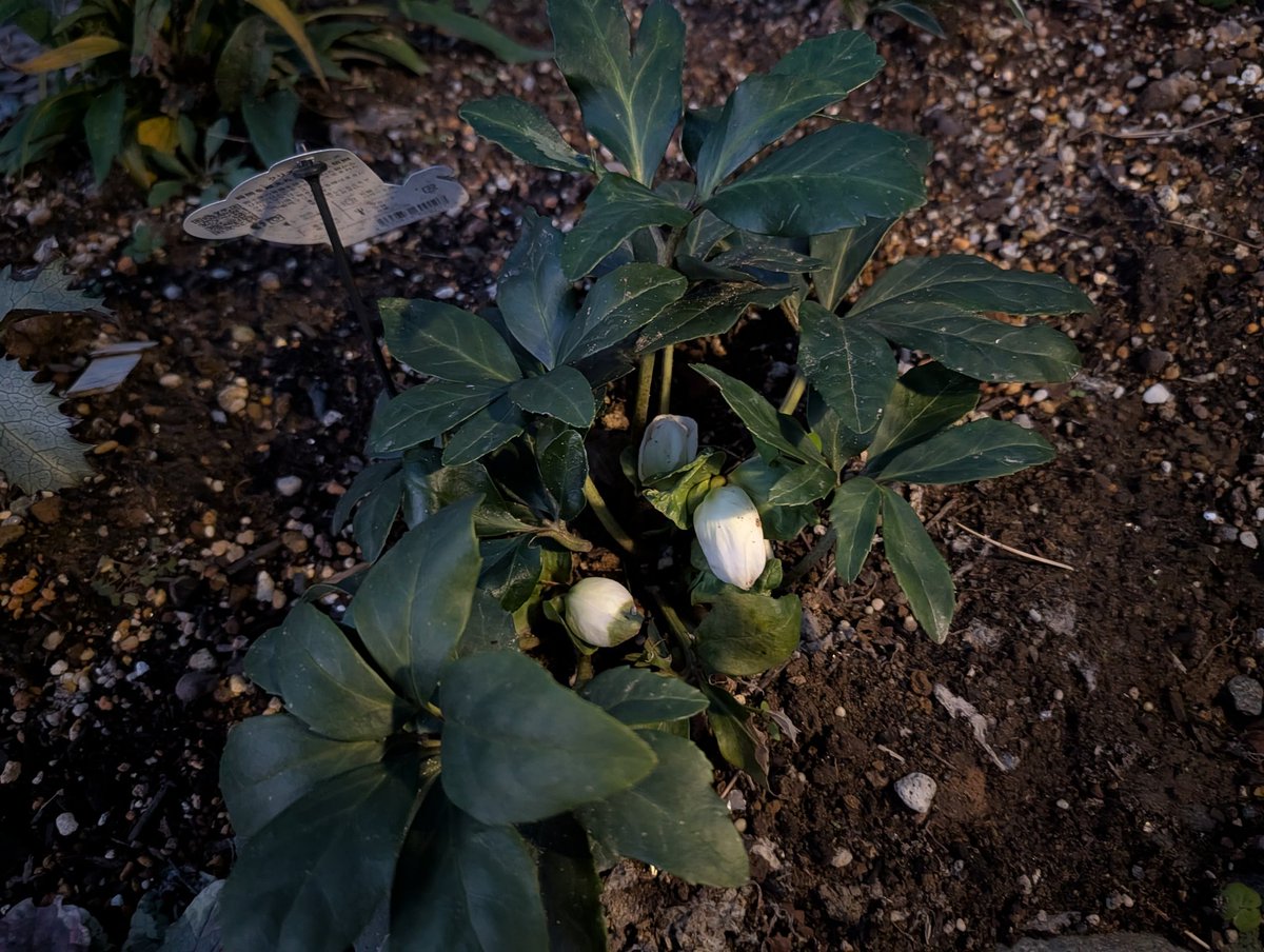 ☘️スペシャルイベント☘️♈️ 733⭐️極上⭐️【オレンジ】クリスマスローズ ☘️スペシャルイベント☘️♈️ 733⭐️極上⭐️【オレンジ