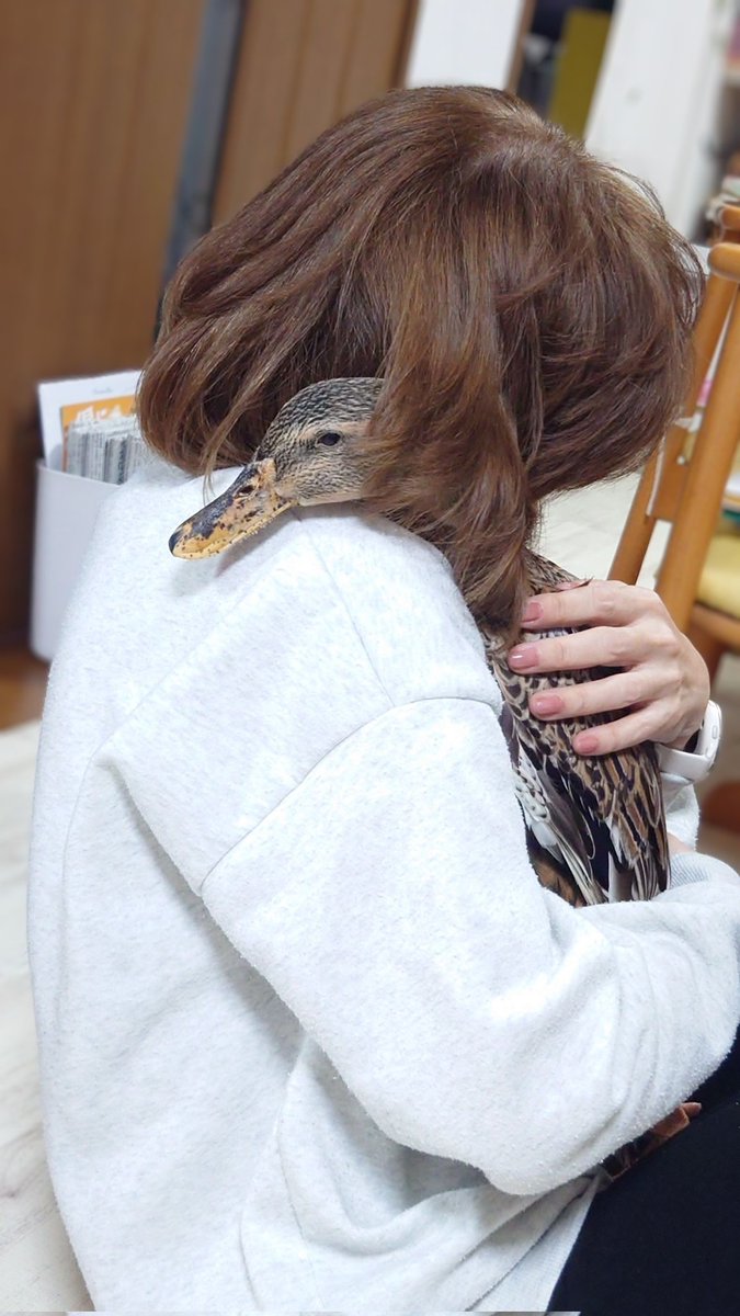 ganmo_kamo's tweet image. 飼い主の気が済むまで無の心境の鳥