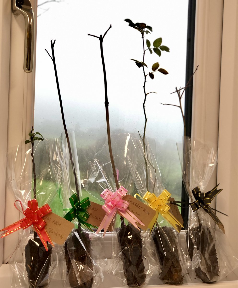 Today, every member of our team received a tree to plant at home! 🌳🌱 

From beautiful rose trees 🌹 to crab apples 🍎, blackthorn 🌿 and buckthorn 🌱a little gift that will grow for years to come. 

Here’s to greener gardens and a brighter future! 🌍💚#NationalTreeWeek