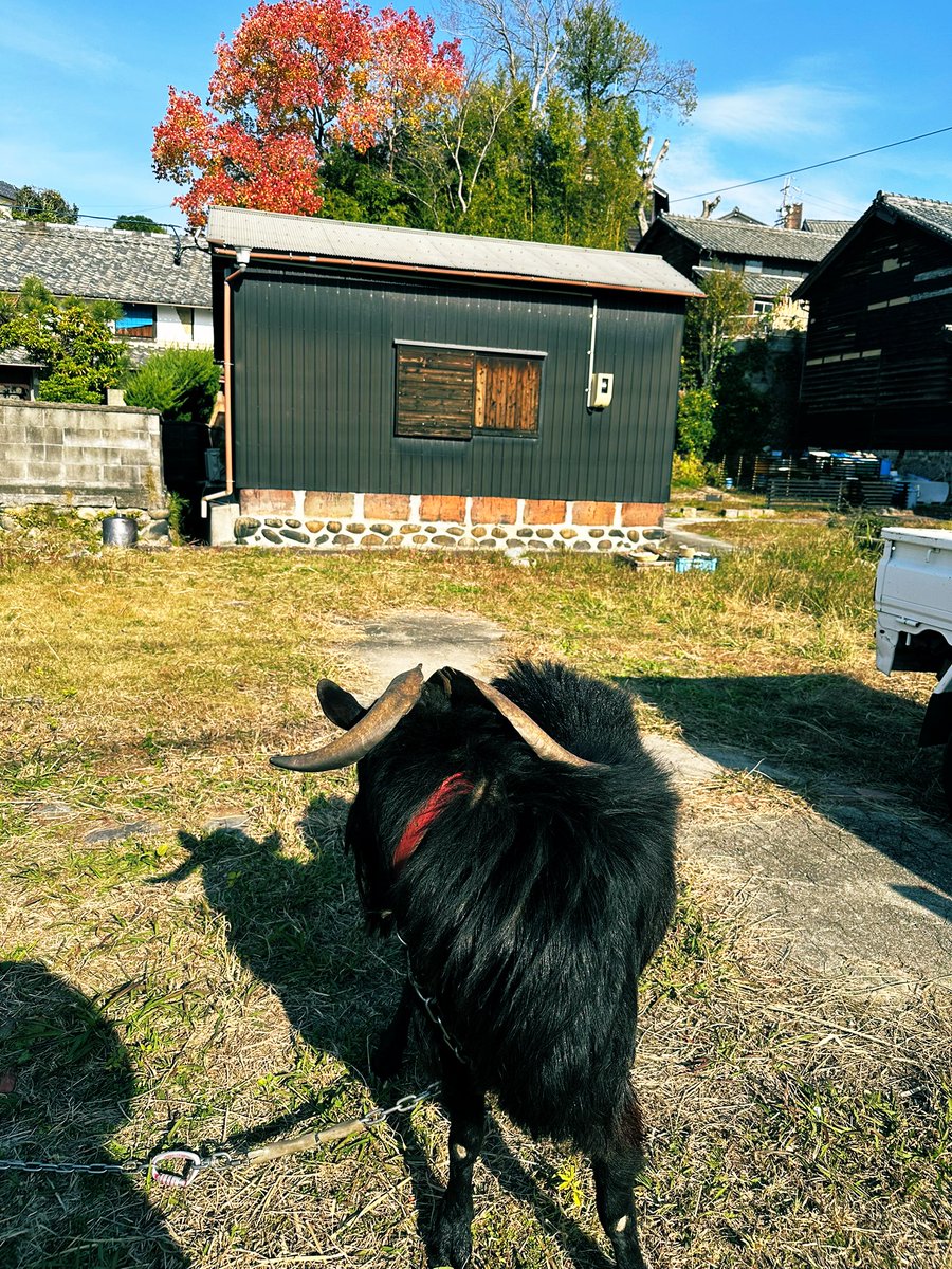 めー？🐐 なのか？😂