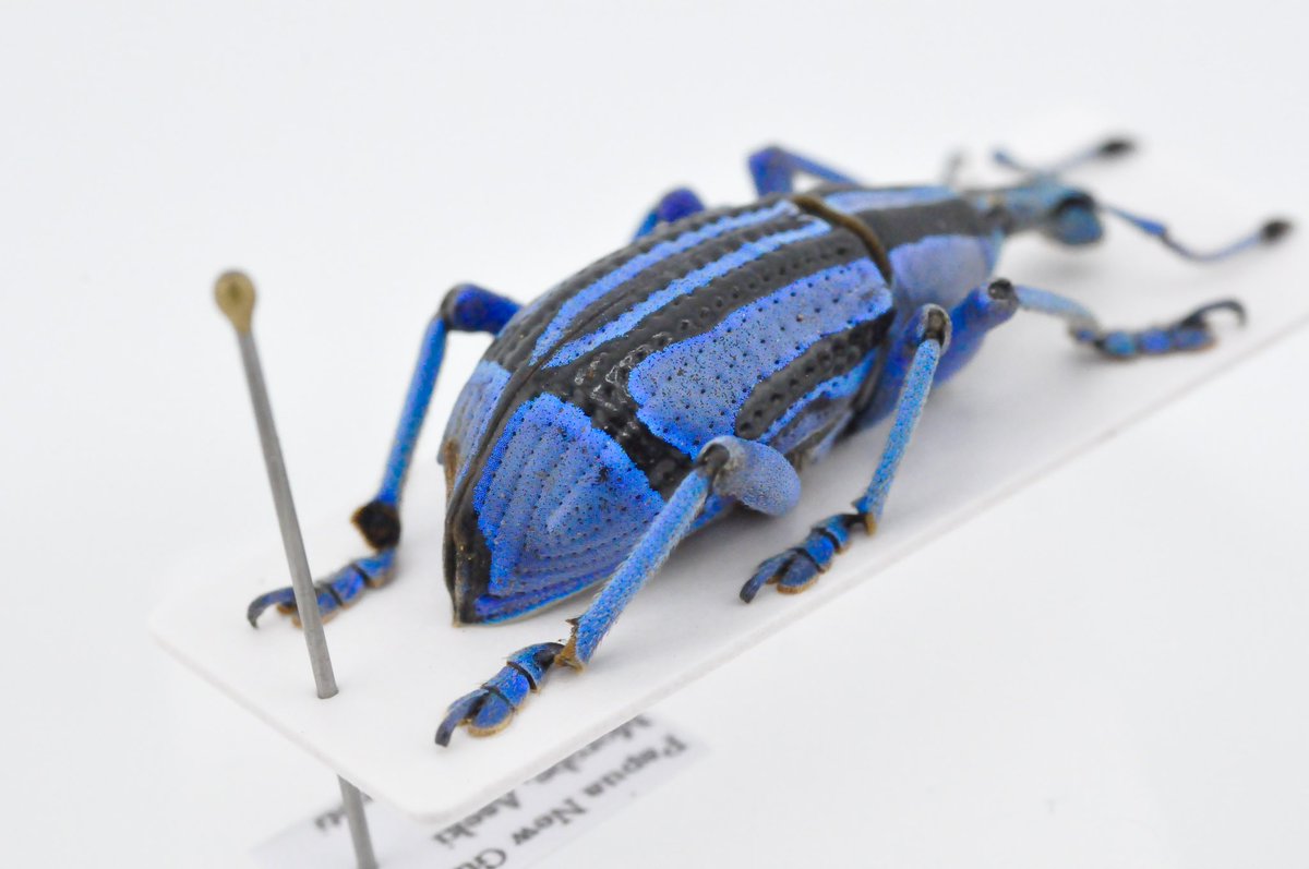 青い工芸品のようなゾウムシ