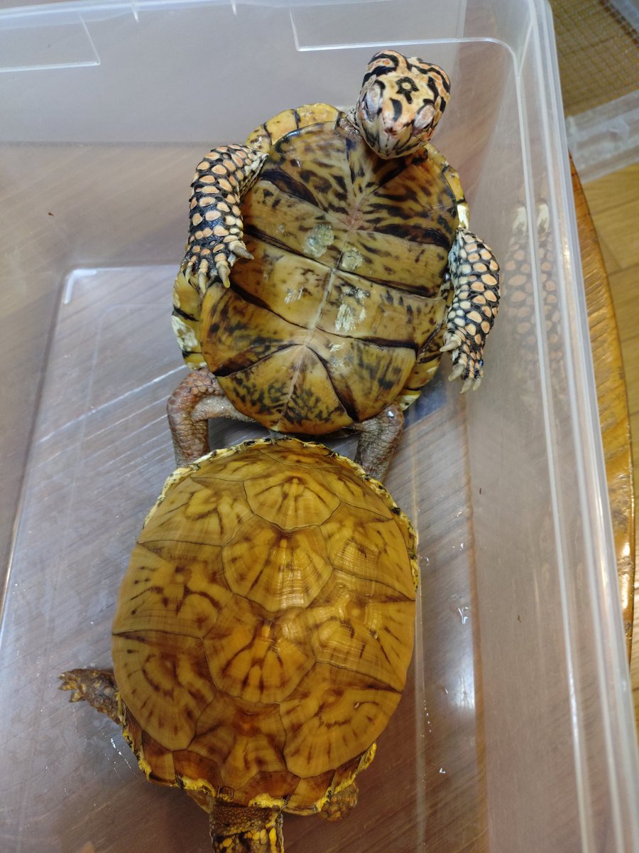 うちの数あるトウブから厳選したお似合いのペアだと思います。目指せ❗てつ亀さん3rd😆😆😆
♂がまだ3年生なんでちょっと早いなぁ。。。
#トウブハコガメ