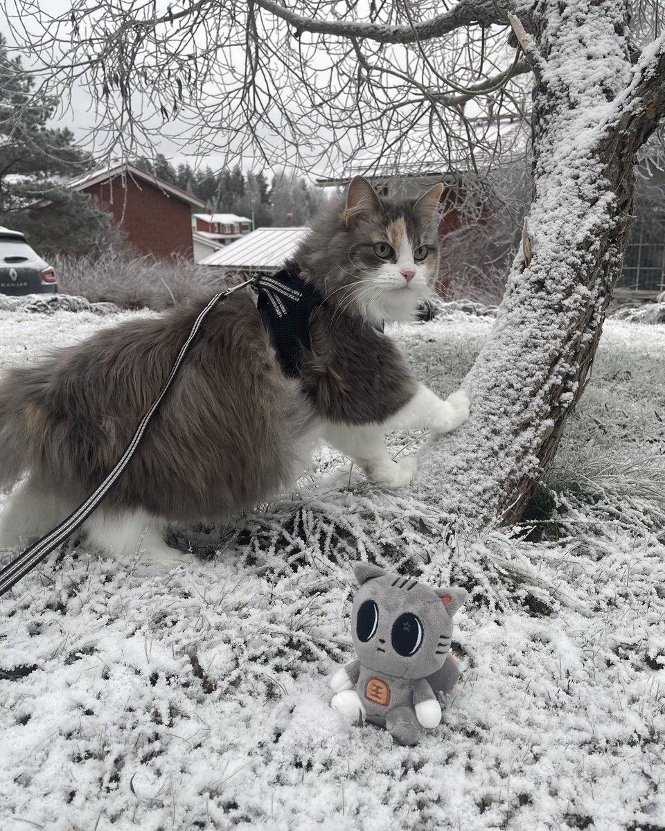 sodasoobie's tweet image. i took my cats outside ^_^