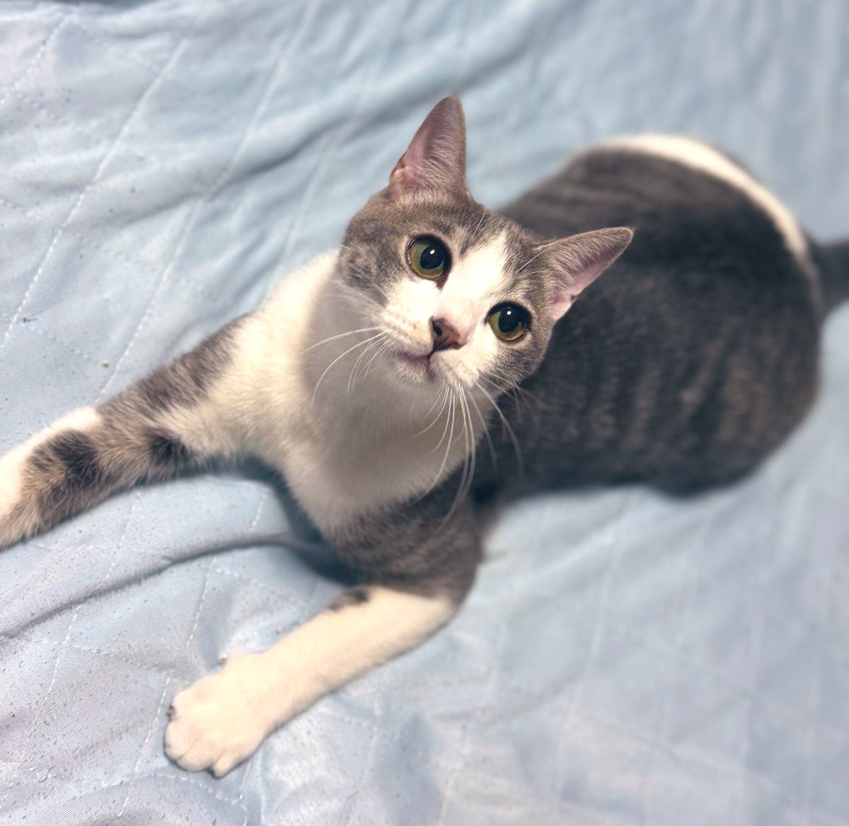 美少女すぎる
#保護猫