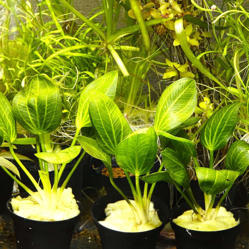 エキノドルス オパクス パラグアイ 'パープルフラワー' （水中葉） エキノドルス オパクス ヴェルデ エキノドルス オパクス パラグアイ