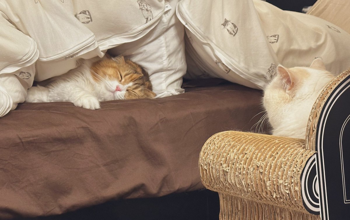 おふとんねっこ