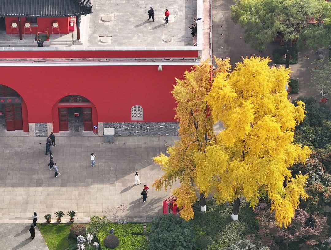 SarmilaKumari3's tweet image. My hometown Nanjing, the capital of east China&apos;s Jiangsu Province, has truly turned into a real-life painting!
The mountains are blushed with red and gold, and the golden ginkgo trees are dressing up the city like it&apos;s ready for a festival. It&apos;s that magical tim🍂 #TravelChina