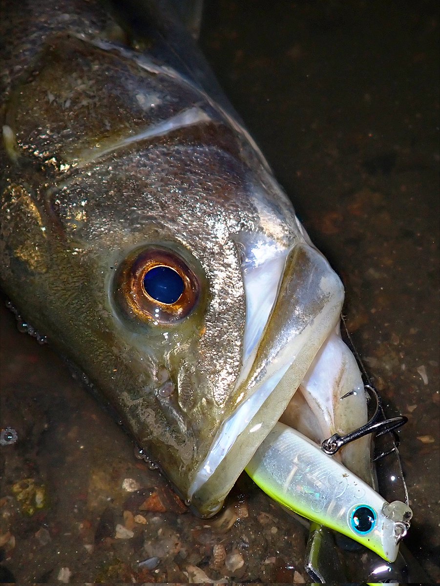 GONZO＠（hayaken) (@GONZOUDAIWA) / Posts / X