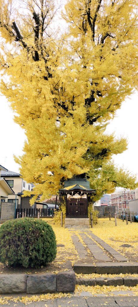min_2463's tweet image. ある大銀杏が見頃と聞いて。
黄色い絨毯を楽しんでも、雄なので臭くない。