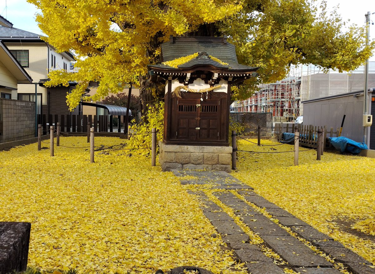 min_2463's tweet image. ある大銀杏が見頃と聞いて。
黄色い絨毯を楽しんでも、雄なので臭くない。